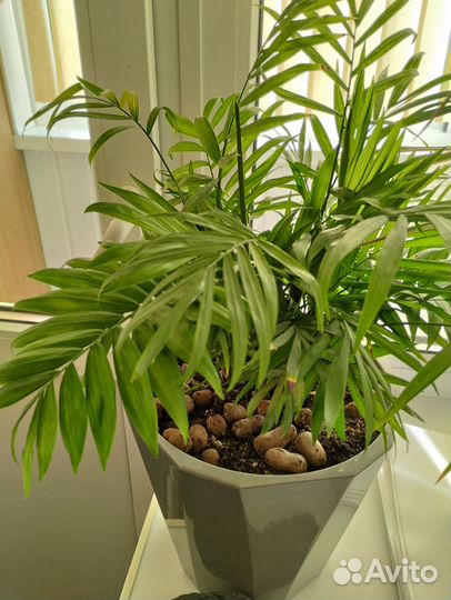 Бенджамина