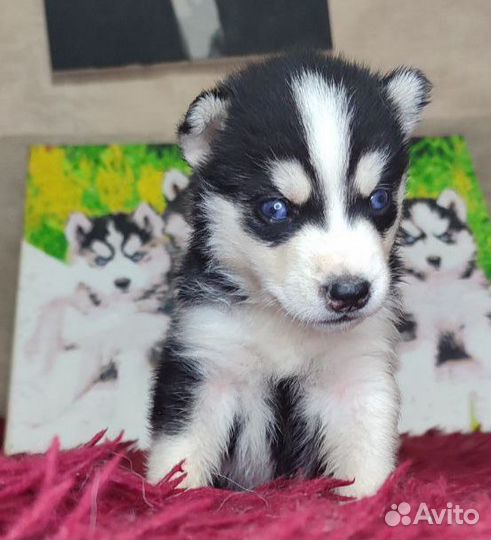 Сибирский хаски