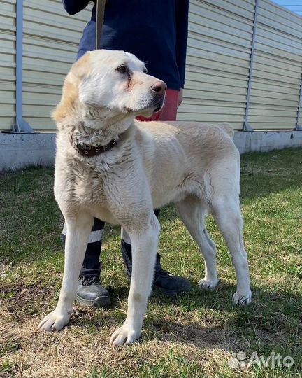 Алабай в добрые руки