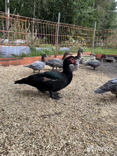 Мускусные утки тяжелые линии