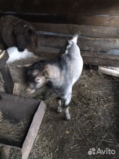 Продам коз
