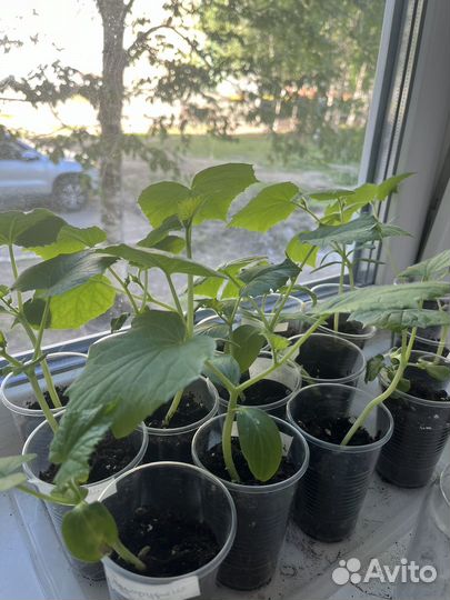 Рассада огурцов