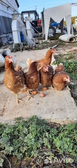 Куры молодки несушки