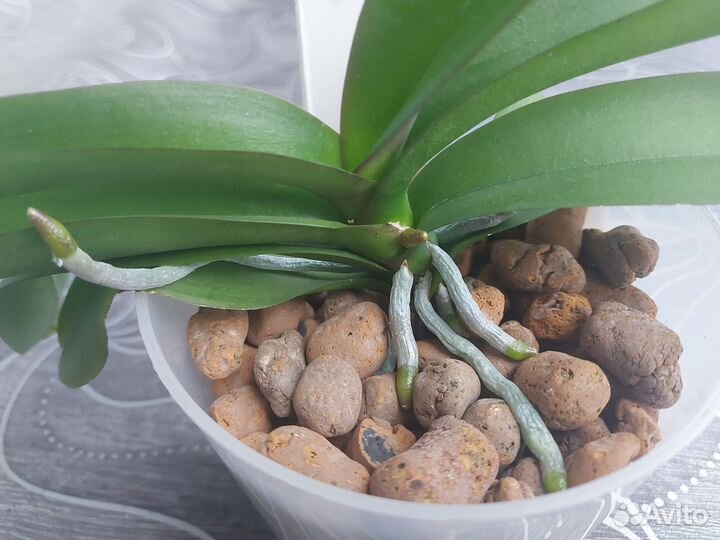 Орхидея phal lee1258