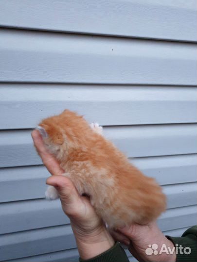 Рыжий котик