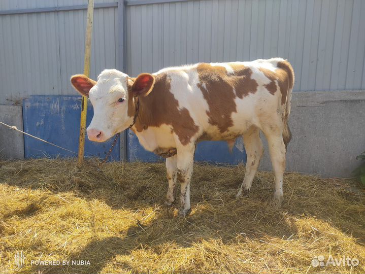 Тёлочка и бычок