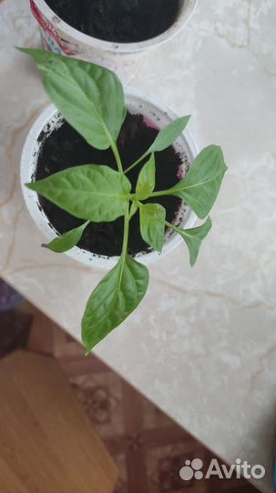 Рассада томата