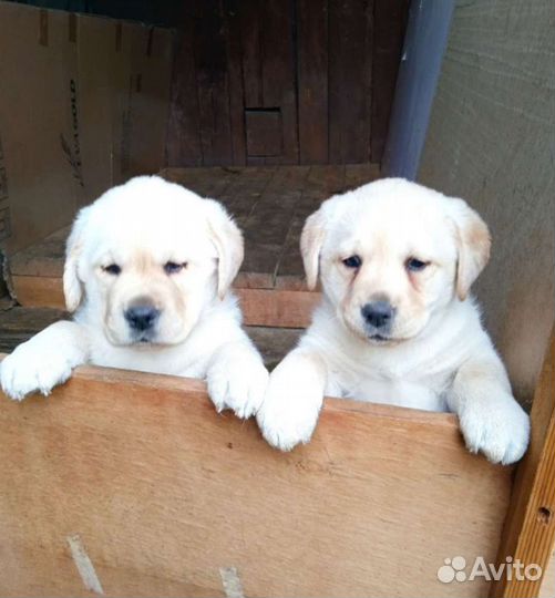 Лабрадор ретривер