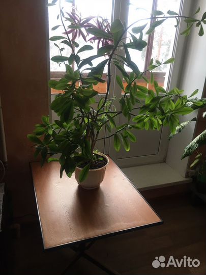 Молочай