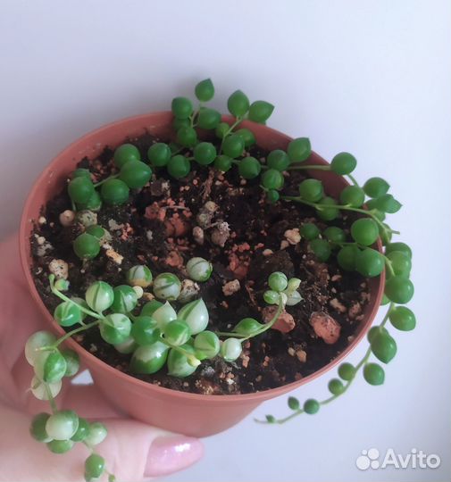 Суккуленты