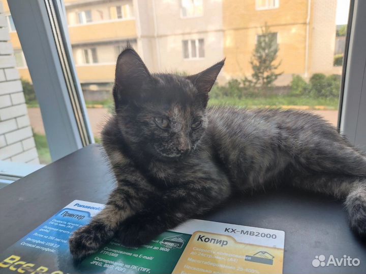 Кошка в дар
