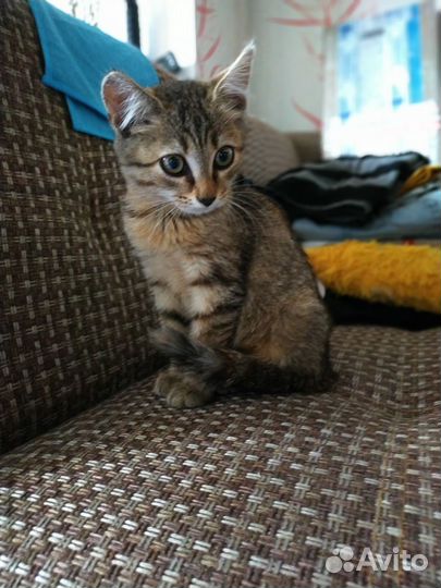 Котенок ищет дом