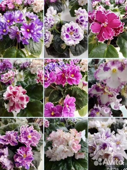 Фиалка листочки