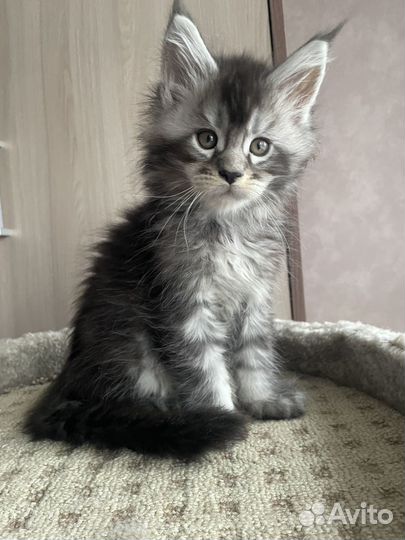 Котята Мейн-кун