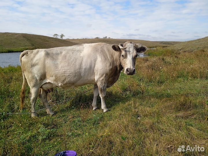 С/х животные коровы