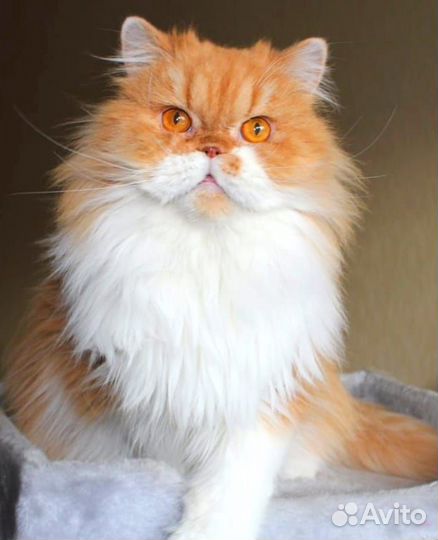 Шотландские дамы