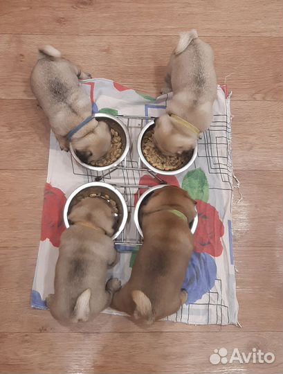 Щенки мопса