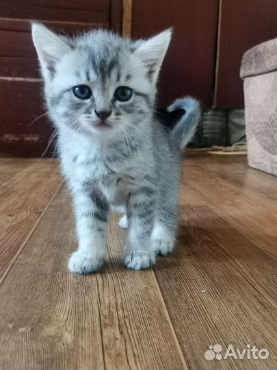 Котята 2 месяца