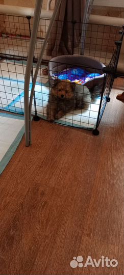 Померанский шпиц