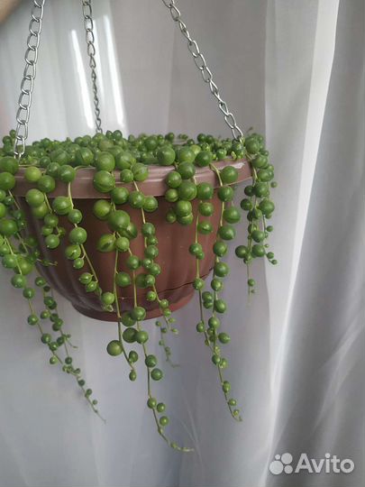 Крестовник роули, геррейна