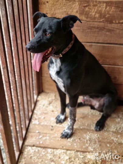 Обалденный пёс ждет тебя в приюте