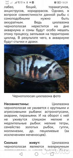 Цихлиды