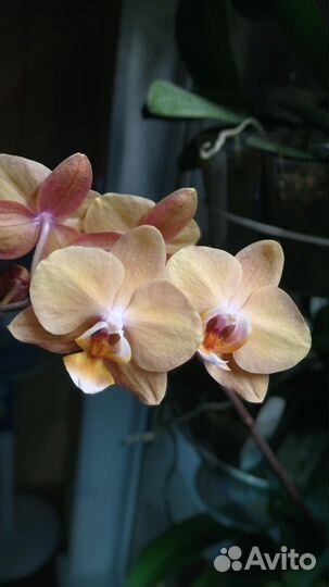 Phal. Lin s Pink Leopard x Tying Shin Golden Rose