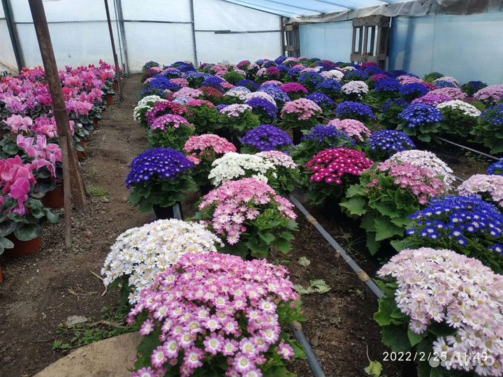 Предзаказ рассада Цинерарии к 8 марта