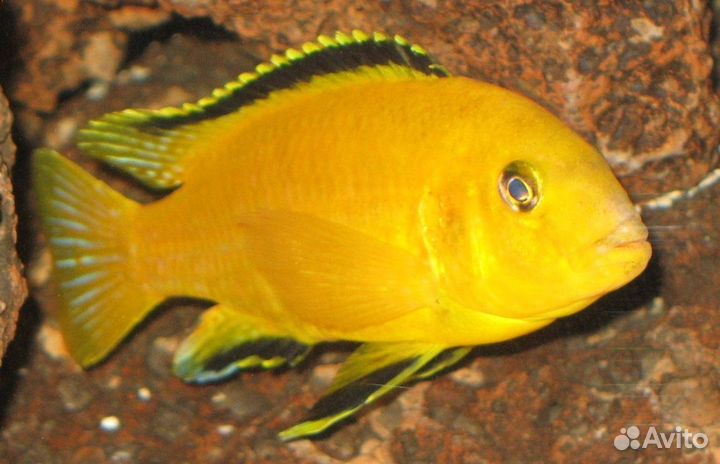 Псевдотрофеус Соколова и елоу