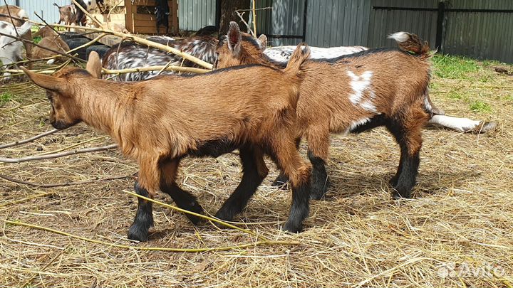 Карликовые козы и козочки молочного направления