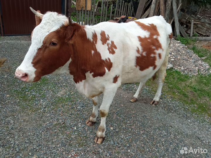 Продам телят, быка и коров