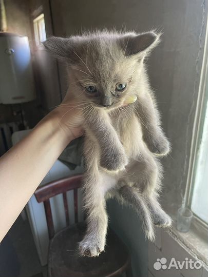 Котята в добрые руки бесплатно