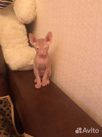Котята Донского сфинкса