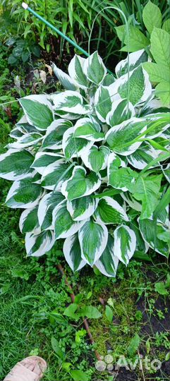 Хосты сортовые