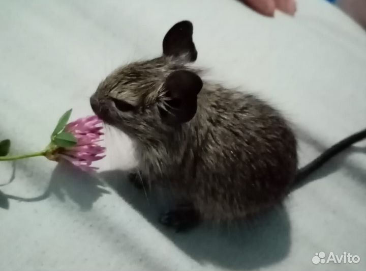 Продам белок