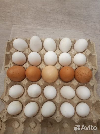 Яйцо домашнее