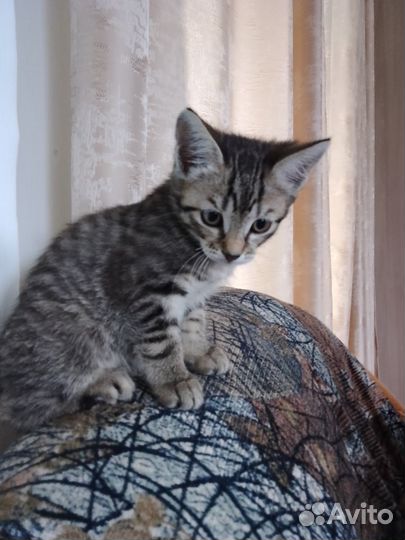 Отдам бесплатно