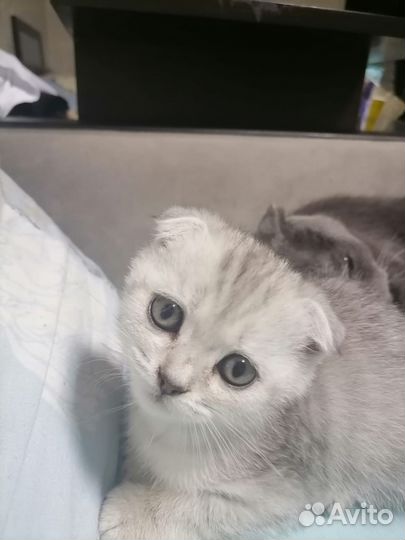 Вислоухий Шотландский кот