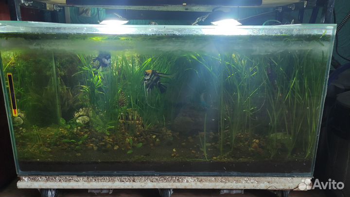 Аквариум