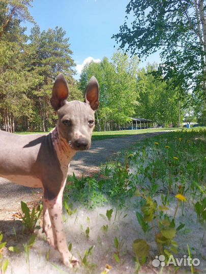 Щенок Американский голый терьер агт