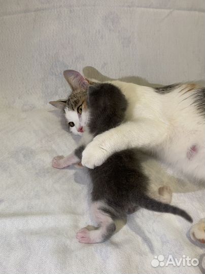 Котенок мальчик