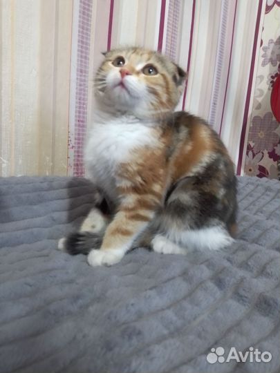 Шотландская вислоухая кошка бесплатно