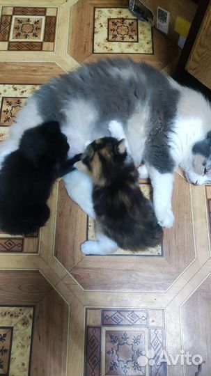 Котята