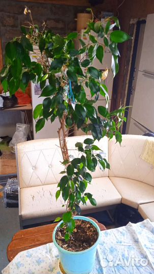 Бенджамина, высота 1 м 40