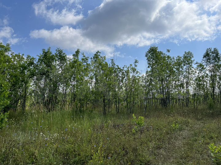 Участок 6 сот. (ИЖС)