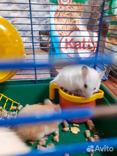 Сирийский хомяк бесплатно