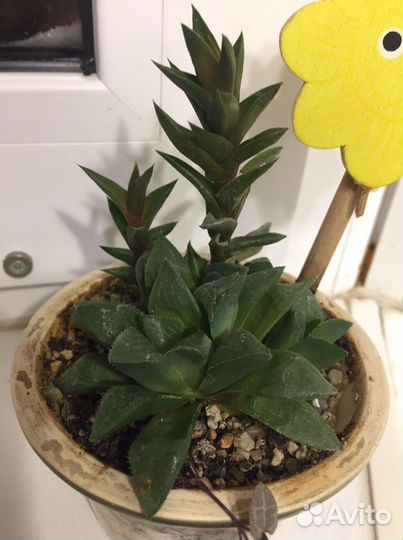 Суккуленты