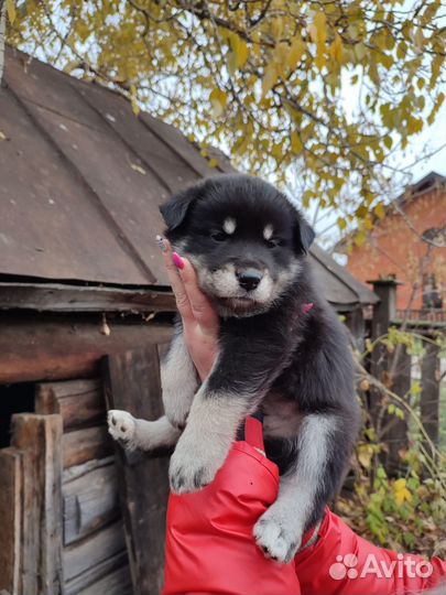 Щенки в добрые руки