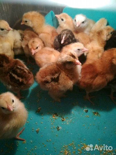 Цыплята