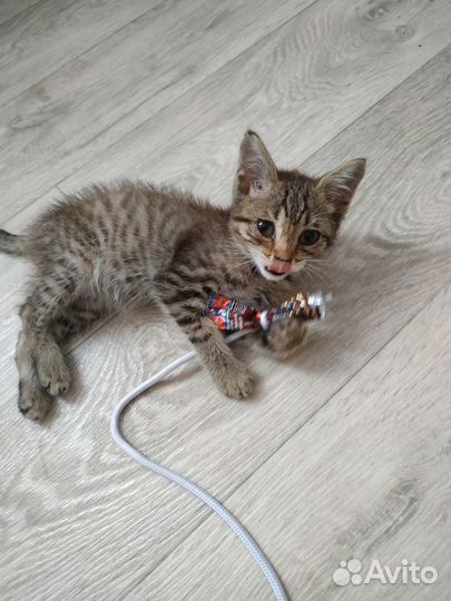 Котенок мальчик бесплатно